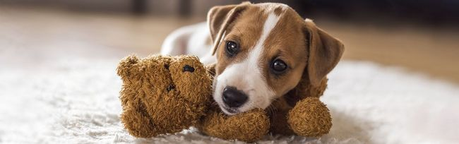 Dog Poop Pickup in Mount Clemens Michigan