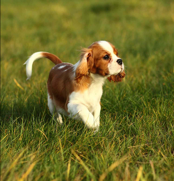 Dog Poop Pickup in Mount Clemens Michigan