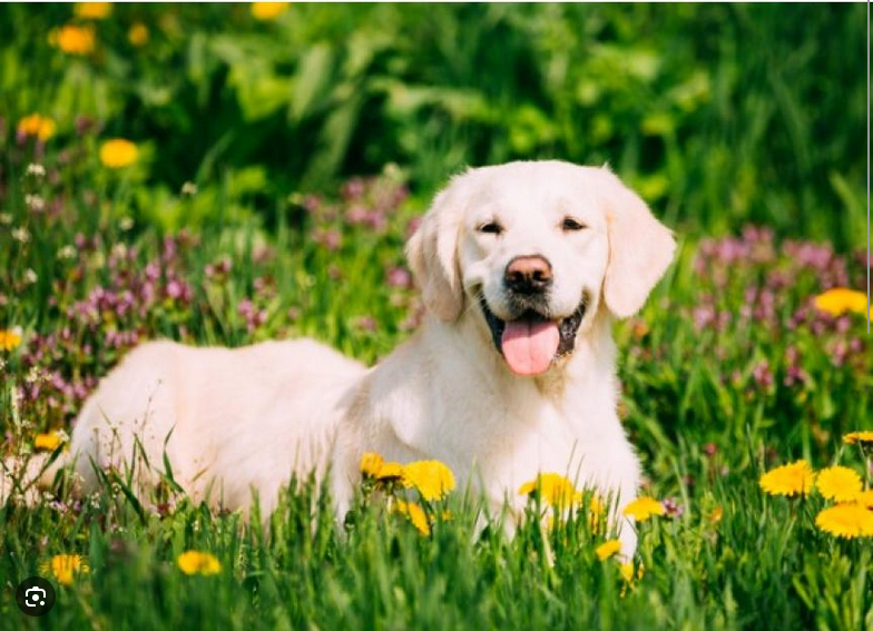 Dog Poop Pickup in Mount Clemens Michigan