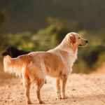 Dog Poop Pickup in Mount Clemens Michigan