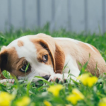 Dog Poop Pickup in Mount Clemens Michigan