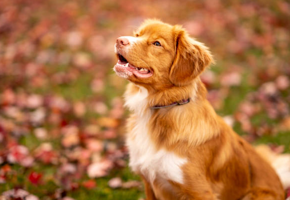 Dog Poop Pickup in Mount Clemens Michigan