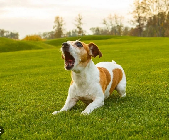 Dog Poop Pickup in Mount Clemens Michigan